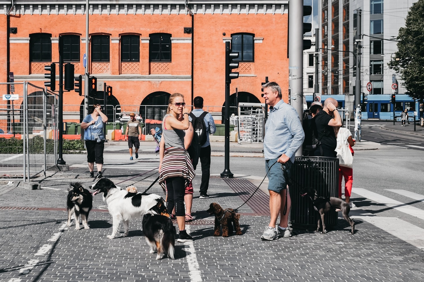 Cinco beneficios de la socialización para perros