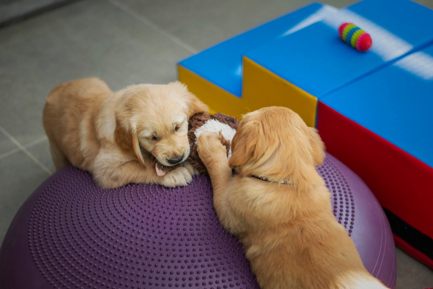 Adaptación al entorno urbano para tu perro